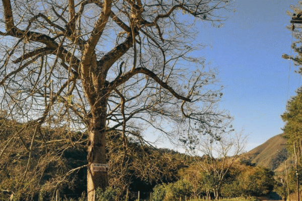 Frio ganha força no Circuito das Águas Paulista e movimenta turismo de inverno